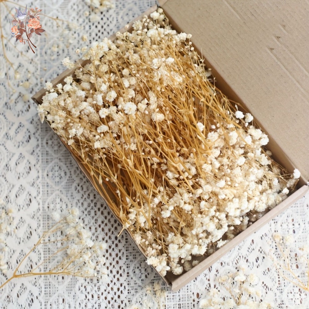 100pcs Mini Dried Baby's Breat - Dried Flower Bulk review and price